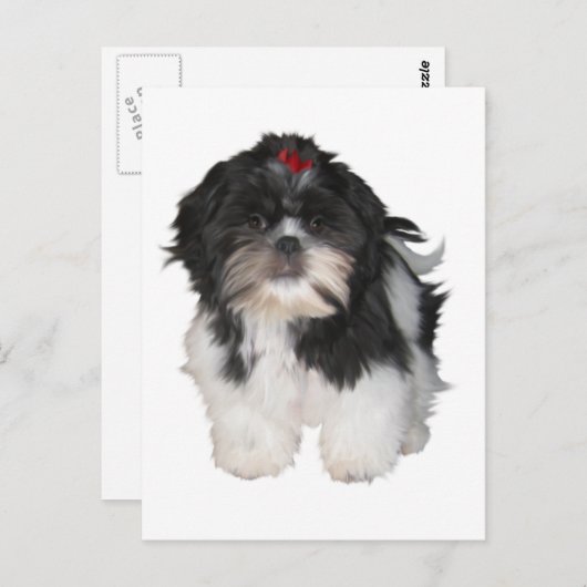 Shitzu Shih Tzu Puppy Dogs Briefkaart (Voorkant / Achterkant)