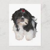 Shitzu Shih Tzu Puppy Dogs Briefkaart (Voorkant)