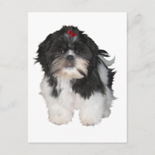 Shitzu Shih Tzu Puppy Dogs Briefkaart (Voorkant)