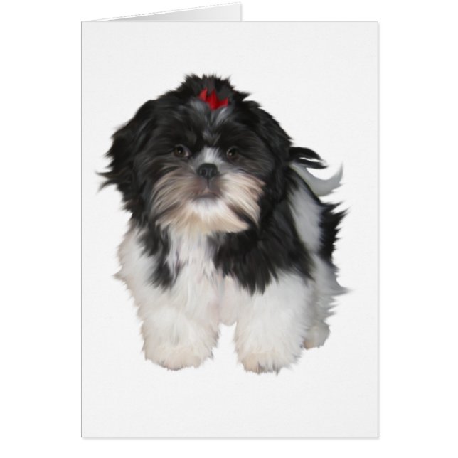 Shitzu Shih Tzu Puppy Honden (Voorkant)
