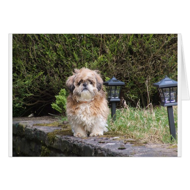 shitzui (Voorkant Horizontaal)