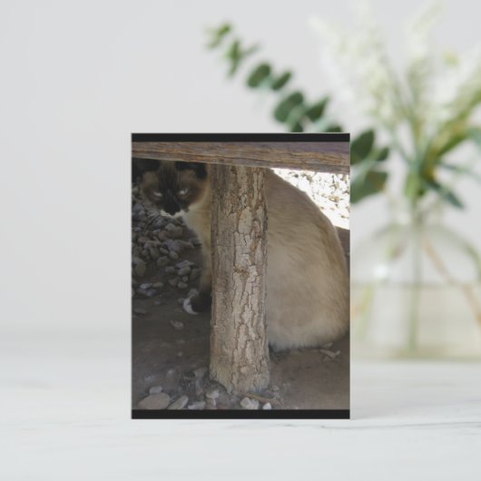 Shiva de Snowshoe Briefkaart (Staand voorkant)