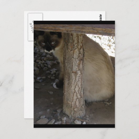 Shiva de Snowshoe Briefkaart (Voorkant / Achterkant)