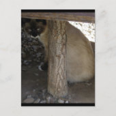 Shiva de Snowshoe Briefkaart (Voorkant)