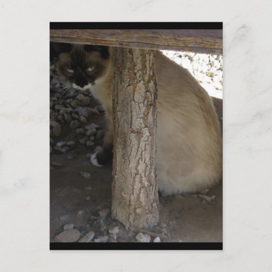 Shiva de Snowshoe Briefkaart (Voorkant)