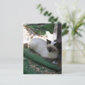 Shiva de Snowshoe Briefkaart (Staand voorkant)