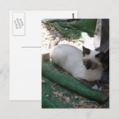 Shiva de Snowshoe Briefkaart (Voorkant / Achterkant)