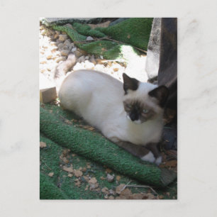 Shiva de Snowshoe Briefkaart