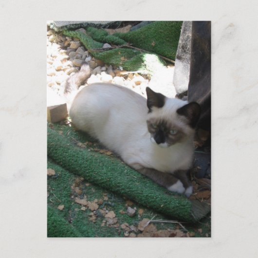 Shiva de Snowshoe Briefkaart (Voorkant)