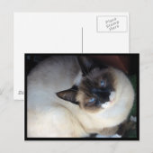 Shiva de Snowshoe Briefkaart (Voorkant / Achterkant)