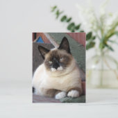 Shiva de Snowshoe Briefkaart (Staand voorkant)