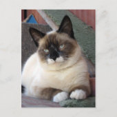 Shiva de Snowshoe Briefkaart (Voorkant)