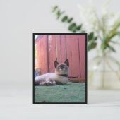 Shiva de Snowshoe Briefkaart (Staand voorkant)