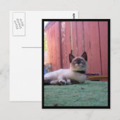 Shiva de Snowshoe Briefkaart (Voorkant / Achterkant)