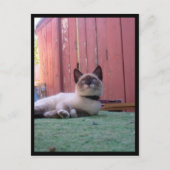 Shiva de Snowshoe Briefkaart (Voorkant)