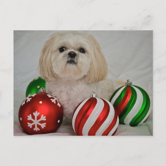 Shiz Tzu met kerstversiering Feestdagenkaart (Voorkant)