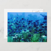 Shoal of Blue Discus Fish Briefkaart (Voorkant / Achterkant)