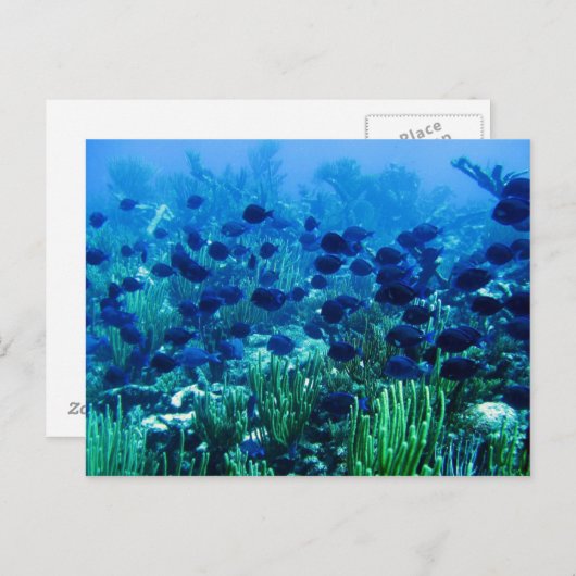 Shoal of Blue Discus Fish Briefkaart (Voorkant / Achterkant)