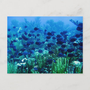 Shoal of Blue Discus Fish Briefkaart