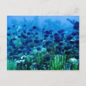 Shoal of Blue Discus Fish Briefkaart (Voorkant)