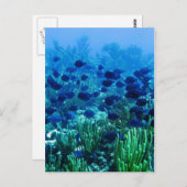Shoal of Blue Discus Fish Briefkaart (Voorkant / Achterkant)