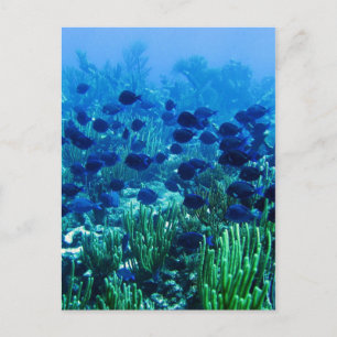 Shoal of Blue Discus Fish Briefkaart