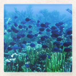Shoal of Blue Discus Fish Glazen Onderzetter