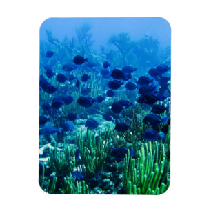 Shoal of Blue Discus Fish Magneet