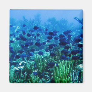 Shoal of Blue Discus Fish Magneet