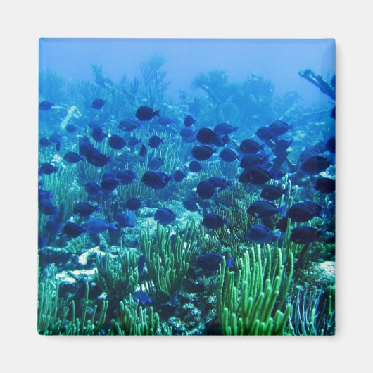 Shoal of Blue Discus Fish Magneet (Voorkant)