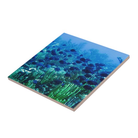 Shoal of Blue Discus Fish Tegeltje (Zijkant)