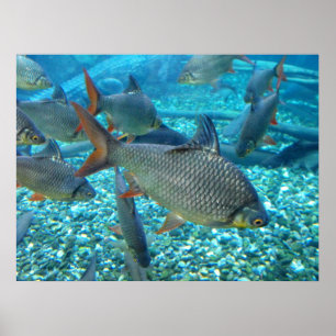 Shoal of fish animal poster