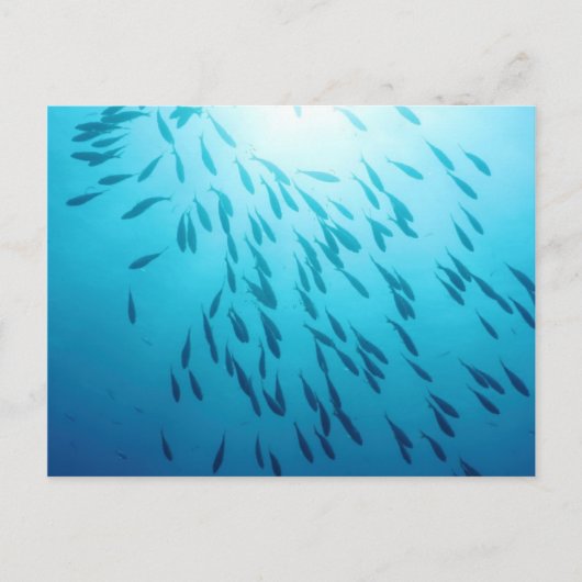 Shoal of fish briefkaart (Voorkant)
