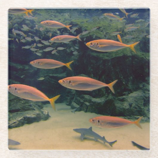 Shoal of Fish Glazen Onderzetter (Voorkant)