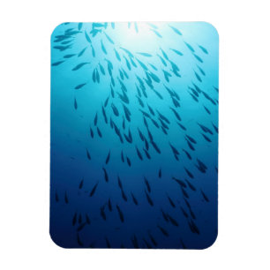 Shoal of fish magneet