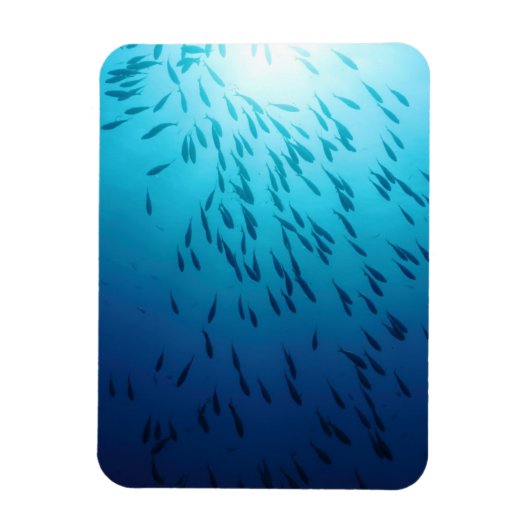 Shoal of fish magneet (Verticaal)