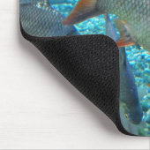 Shoal of fish muismat (Hoek)