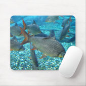 Shoal of fish muismat (Met muis)
