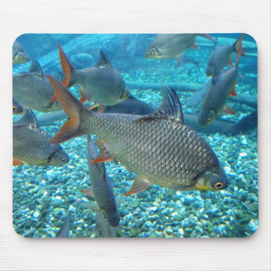 Shoal of fish muismat (Voorkant)