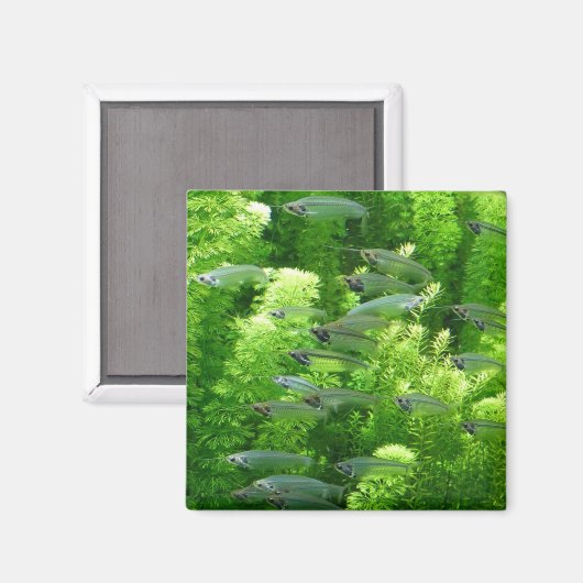 Shoal of Transparent Silver Fish Magneet (Voorkant / Achterkant)