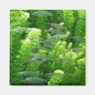 Shoal of Transparent Silver Fish Magneet