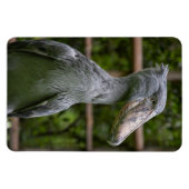 Shoebill (Balaeniceps rex) Magneet (Horizontaal)