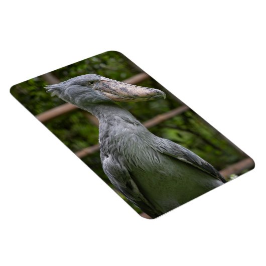 Shoebill (Balaeniceps rex) Magneet (Rechterzijde)