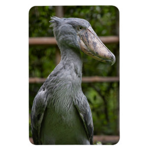 Shoebill (Balaeniceps rex) Magneet