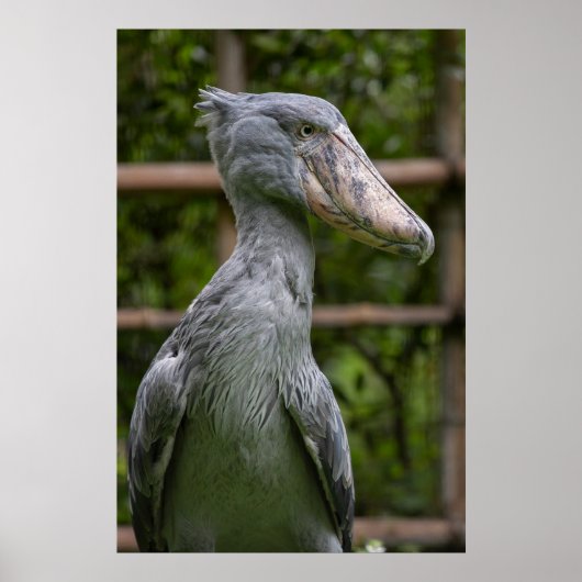 Shoebill (Balaeniceps rex) Poster (Voorkant)