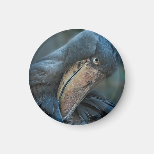 Shoebill Magneet (Voorkant)