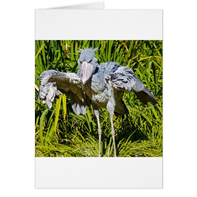 Shoebill Stork (Voorkant)
