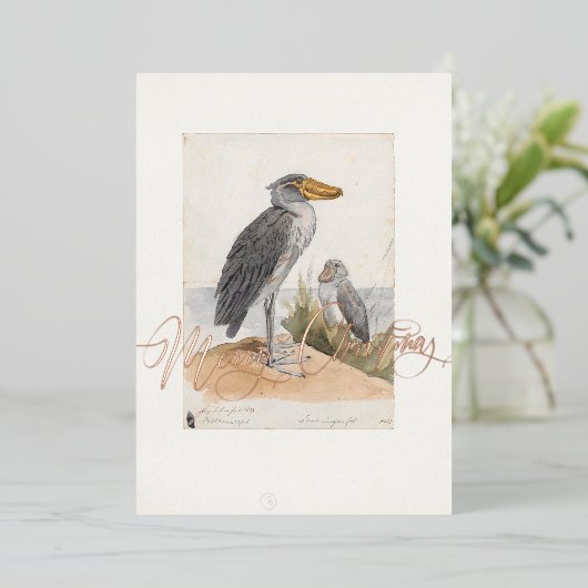 Shoebill Stork 1887 Print Zoologica Africa Folie Feestdagenkaart (Staand Voorkant)