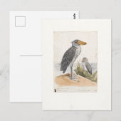 Shoebill Stork 1887 Print Zoologica Amsterdam Briefkaart (Voorkant / Achterkant)