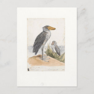 Shoebill Stork 1887 Print Zoologica Amsterdam Briefkaart